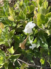 Ruellia leucantha