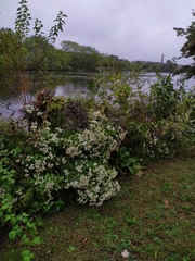 Ageratina altissima