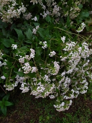 Ageratina altissima