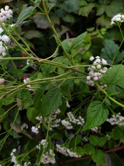Ageratina altissima