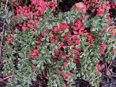 Berberis verruculosa