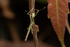 Exocnophila