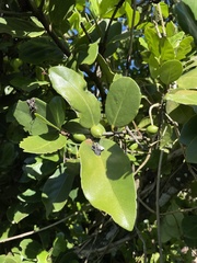 Elaeodendron xylocarpum