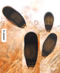 Bactrodesmium abruptum