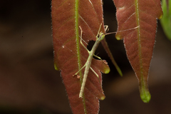 Exocnophila