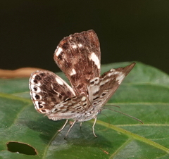 Synargis tytia