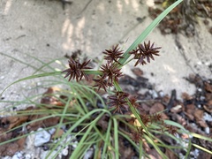 Cyperus planifolius