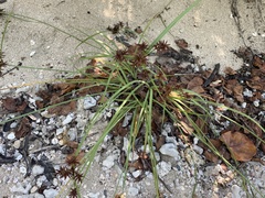 Cyperus planifolius