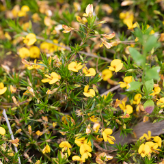 Pultenaea pedunculata