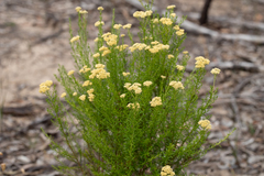 Ozothamnus retusus