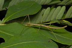 Exocnophila