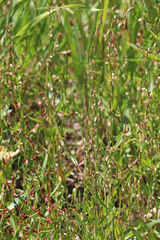 Polygonum douglasii douglasii