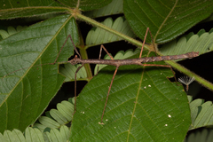Exocnophila