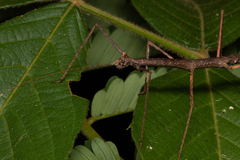 Exocnophila