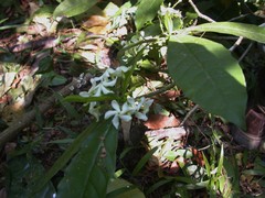 Tabernaemontana alba