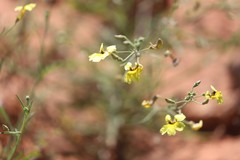 Goodenia corynocarpa
