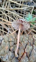 Mycena seynii