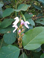 Lonchocarpus sericeus