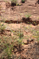 Goodenia corynocarpa