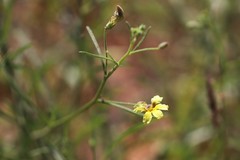 Goodenia corynocarpa