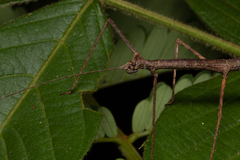 Exocnophila
