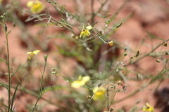 Goodenia corynocarpa