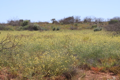 Goodenia corynocarpa