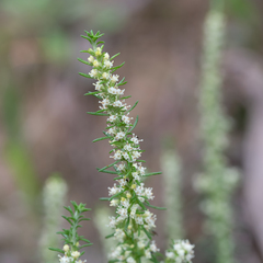 Olearia tubuliflora