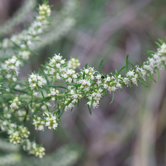 Olearia tubuliflora
