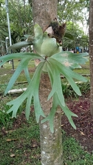 Platycerium alcicorne