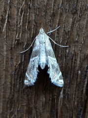 Petrophila jaliscalis