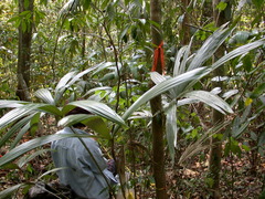 Cryosophila stauracantha