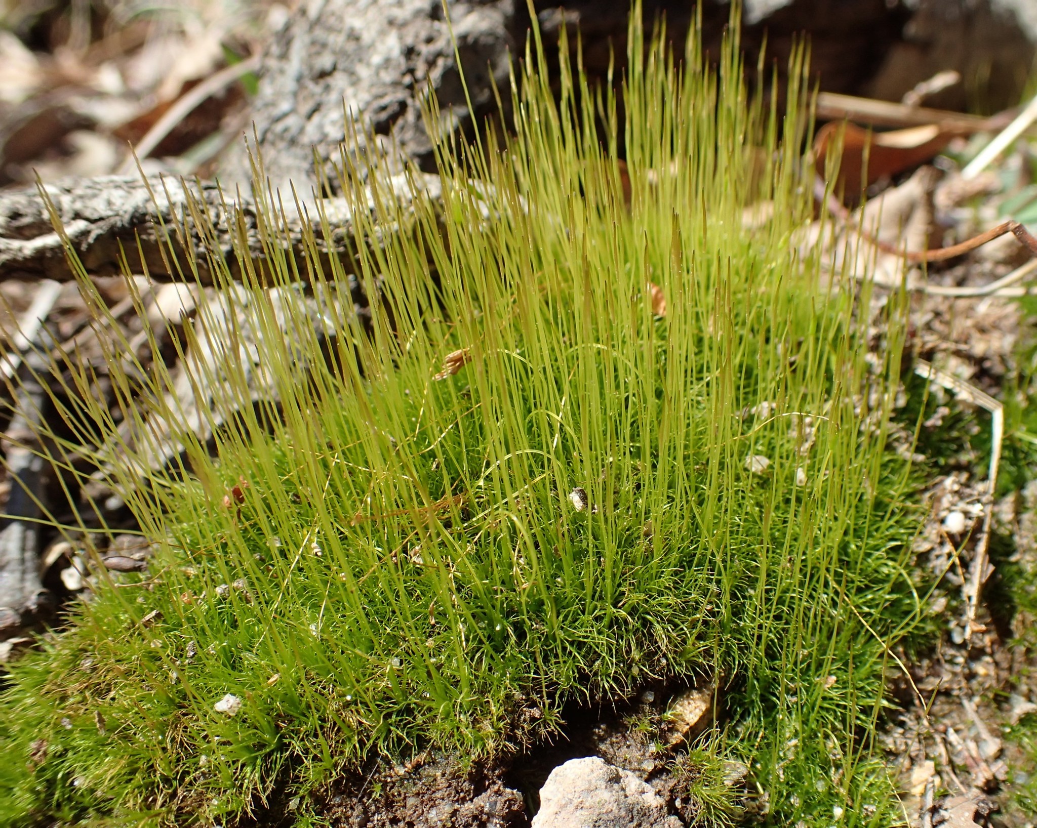 Ditrichum pallidum