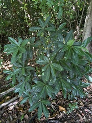 Sideroxylon foetidissimum