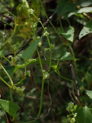 Muehlenbeckia gracillima