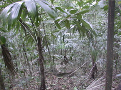 Cryosophila stauracantha