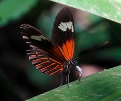 Heliconius erato lativitta