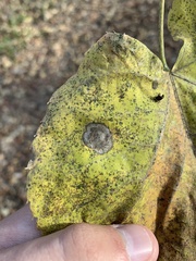 Phyllonorycter lucetiella