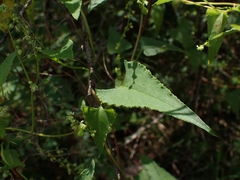 Muehlenbeckia gracillima