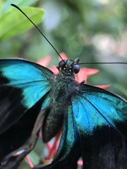 Papilio peranthus