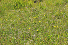 Potentilla concinna proxima