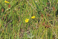Potentilla concinna proxima