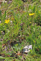 Potentilla concinna proxima