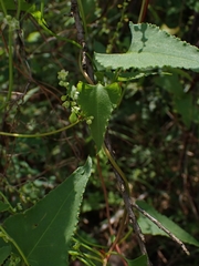 Muehlenbeckia gracillima