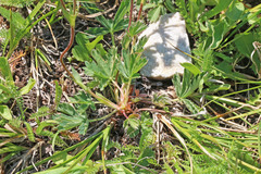 Potentilla concinna proxima