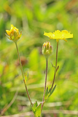 Potentilla concinna proxima