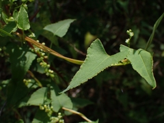 Muehlenbeckia gracillima