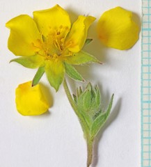 Potentilla concinna proxima