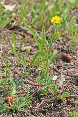 Potentilla concinna proxima