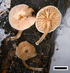 Simocybe austrorubi